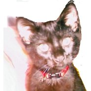 My sweetie Romeo - This is my sweetie Romeo. I adopted him from the Humane Society. He was cell mates with my other baby Kip.
