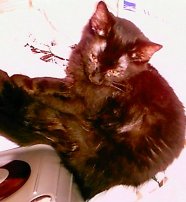 My baby Kip - This is my baby Kip. He was cellmates with my sweetie Romeo. They are such a pleasure!!!