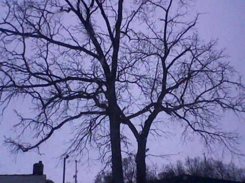 bare tree - January of 2008 (A winter scene in the Kalamazoo, MI area.) The seductive frost liquidates frolicing souls that dance to the song of the humble winds. They stretch their arms and raise their voices in a mystical chant. 'Hover me, oh Great One. For I long to breathe inside your richness of spirit. I offer you my seeds of bliss to surround my bold lungs with the inner strength of redemption. For I shall not be lost unto deadly woes that cling to my icy visions, but I will overcome the longevity of this ungodly haven of fire that burns within my fractured vessel.'