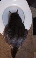Thirsty Kitty!!! - My vet says this is the BEST source of water for our furry friends!!!