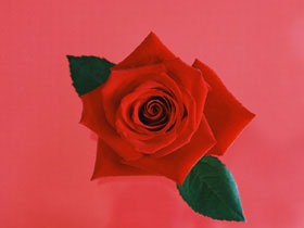 A lovely rose - A lovely rose for a lovely teacher