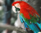 Macaw - the bird