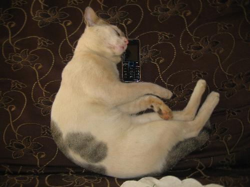 Thats My Cute Cat - His name is Cuppy.Does he look cute
