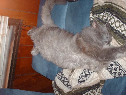 My pet cat sleeping on the couch LOL - Here is my pet cat hes really friendly he loves attention. Hes like a big stuffed fluffy cat LOL. I just thought that this would be a funny picture to post on here. he looks so funny when he sleeps he seems so comfurtable ;) we got him along time ago from a farm they named him Sushi LOL. They had to get rid of him because I guess he doesnt get alonf with other animals at all but he always loves any attention from people :)