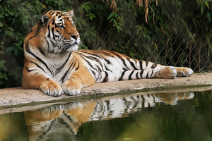 tiger in the zoo - tiger kept in the cage