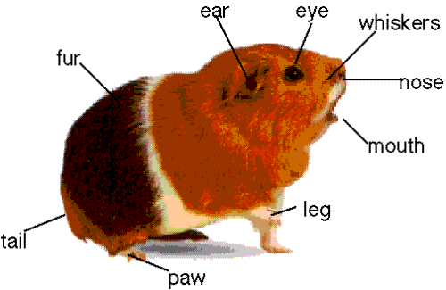 guinea pig - Please rate +
