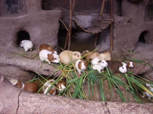guinea pig - Please rate +