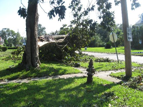 Huge tree on powerline - This tree pulled a powerline down which made a transformer pole break in half and fall to the ground during Hurricane Gustav