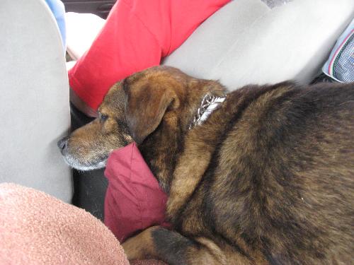 Duke in car sleeping - my dog stretched out in back seat between hubby and I sleeping
