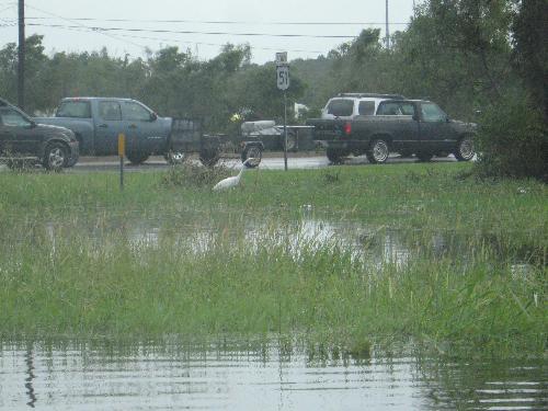 traffic in Laplace - This is a pic of traffic we were waiting in. Flood water is from car door to end of street. This is in Laplace, Louisiana