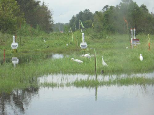 Lots of crains - Crains enjoying the flood water