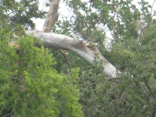 Tree on top of house - This tree is on top of the house I wanted to move into last year. Glad we didn't move there!