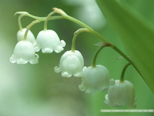 flowers - the beautiful flowers
