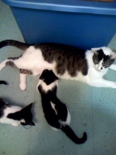 Rygel and the kittens - Yes, that kitten is nursing on HIM