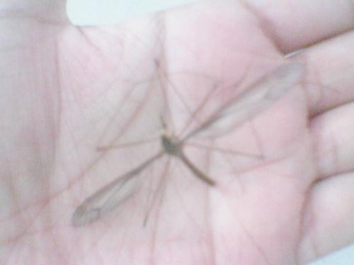 Biggest mosquito - i killed this moquito today.
