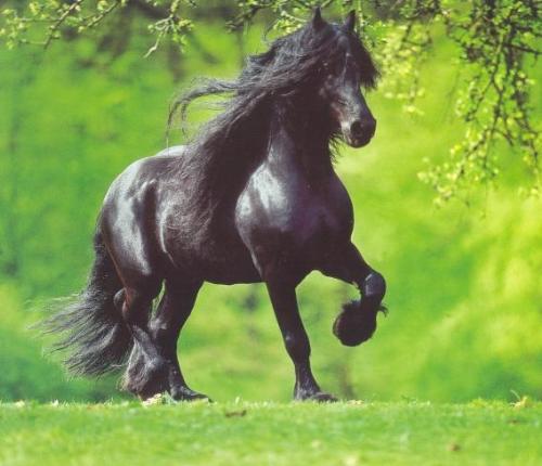 Friesian Horse - This is a beautiful Friesian horse.