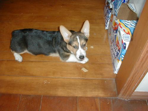 Welsh Corgi - This is my Pembroke Welsh Corgi, Madoc.