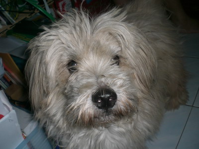 chocho - he is a fun dog