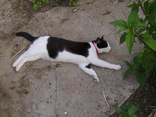 Cat stretching out - Cat stretching out in the spring to be more exact. This picture was taken this year on a cloudy day while this little devil was stretching after his lunch dinner.