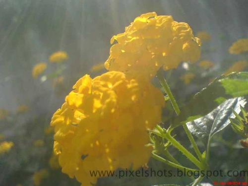 Yellow flower Macro Shot - Taken in the rays of the rising sun.. feels sooo fresh no?  see more on my blog  www.pixelshots.blogspot.com