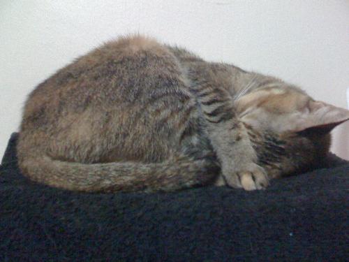 kitty asleep - she likes to cover her eyes when she sleeps