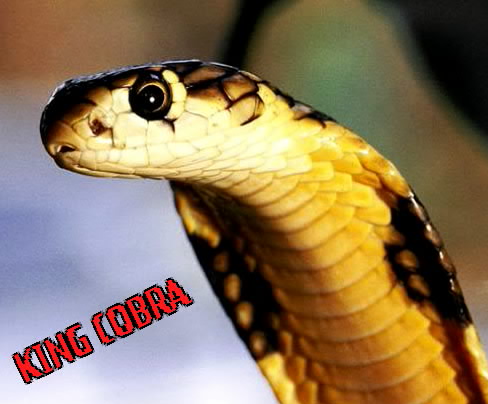 king of snake - king cobra of snakes