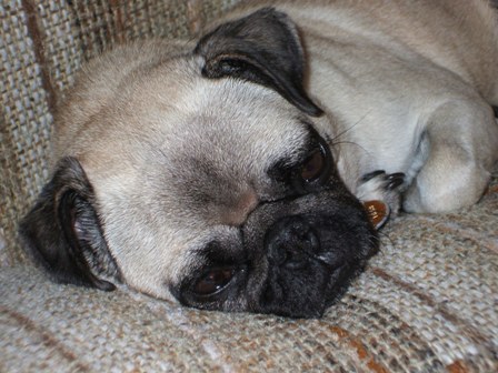 My son&#039;s little pug - Brit sleeping on the couch at the cabin!