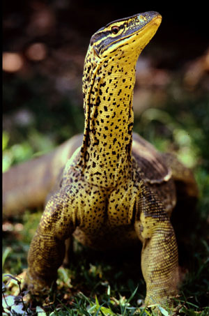 A goanna - Good bush tucker. Photo courtesy Ian Morris.