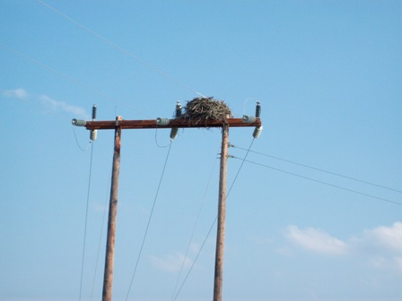 Eagles Nest - Eagles nest built on a telephone pole