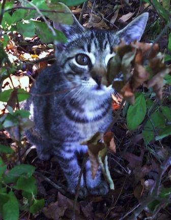 Kitty in the Woods. - I was attending a bar-b-que at a friend's house and noticed the most adorable kitten. Through out the entire time we were there, this adorable little creature kept jumping in and out of the backyard woods as part of his play time. I couldn't resist when he finally stopped and stared at the leaves. It's amazing how even animals stop and take in nature, sometimes.