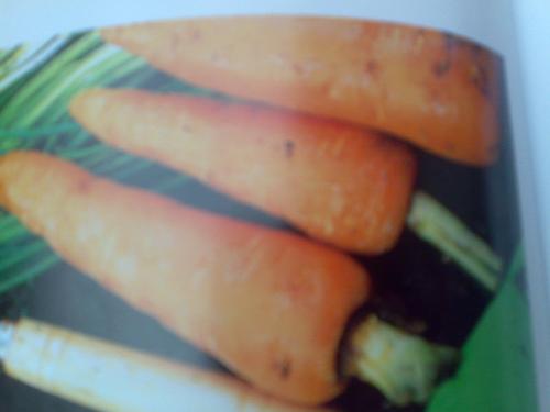eating food - carrots are healthy food
