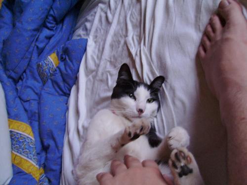 Kitty enjoying some massage - Kitty enjoying some belly massage. He stood like that for lots of minutes... He really seamed to enjoy it until he fell asleep.