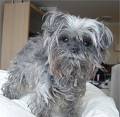 Affenpinschers - Affenpinschers are the smallest of the pinschers and schnauzers. They are a well balanced, little, wiry-haired terrier-like toy dog whose intelligence and demeanor make them a good house pet. A comical face earned them their name. In Germany the name means 'monkey-like terrier.' In France the Affenpinscher is described as the 'diablotin moustachu' or the 'moustached little devil.' Extremely intelligent and affection with people their naturally scruffy-looks makes them appealing