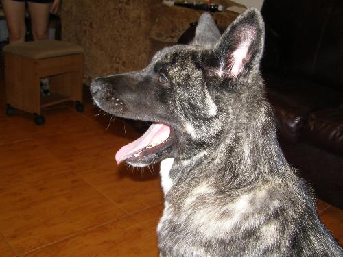 my happy shilo - our Akita