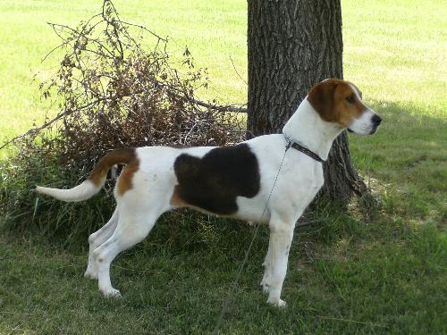 English Foxhound - English Foxhound taking a walk