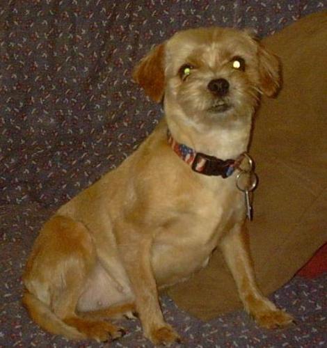 Tessa' first haircut - Tessa is half Lhaso Apsa and half minPin. Her natural coat is long like a LA and she smelled bad all the time. A bath lasted about 2 weeks and the smell would be back.. so I gave her a haircut. Now she fits in with the Chihuahuas much better, the smell is gone and she is much more comfortable.