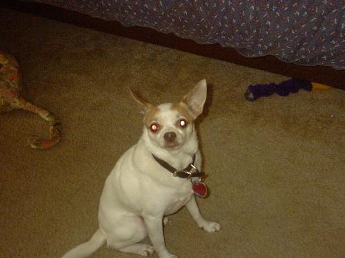Spots - One of 2 chihuahua brothers I brought back from California with me in September, 2000.