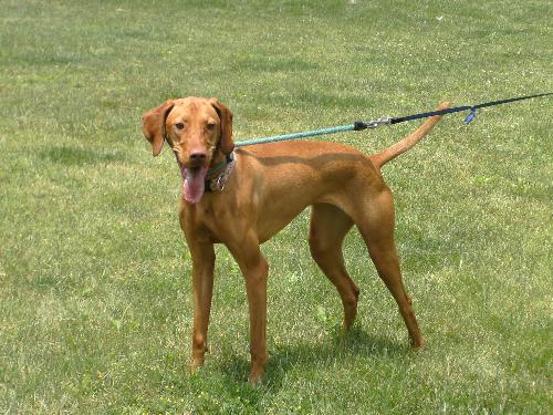 Vizsla - Vizsla on a walk.