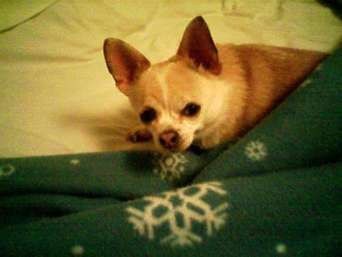 Mister Ears - The other Californian chihuahua brother..