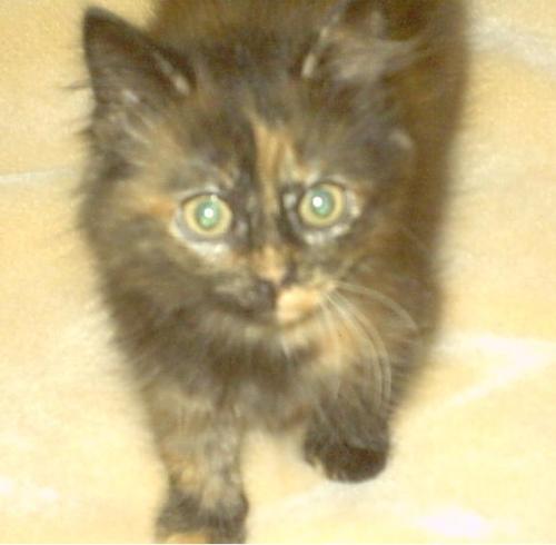 Cocoa - One of AliCat's babies