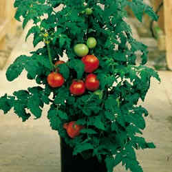 Potted Tomato Plant - Tomato plant in a pot.