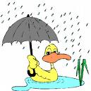 duck in the rain - I find this cute especially the duck and umbrella. Im a big fan of donald and daisy duck.