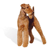 Airedale Terrier - The Airedale Terrier is known as the 'king of terriers.' He excels in agility, eyesight, hearing and has untiring courage. He has a sweet disposition, but may be aloof with strangers. He has excelled in being a hunter for foxes, badgers, weasels, otters, water rats and ducks. The Airedale Terrier makes a good jogging partner because of his athletic physique. His owner should be strong and confident who can combines firm discipline with patience and precision. Good with older children he makes a loyal family pet. Not an ideal apartment dogs, he should have a fenced yard.