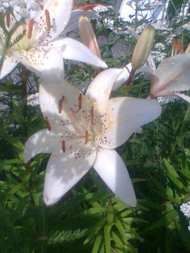 Tulip  - Flower from the lily famly.