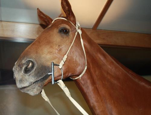 Phar Lap - Phar Lap at The Melbourne Museum 2008