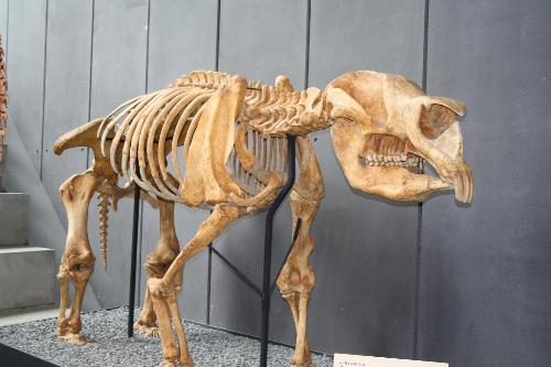 Melbourne Museum Skeleton - Melbourne museum skeleton 2008