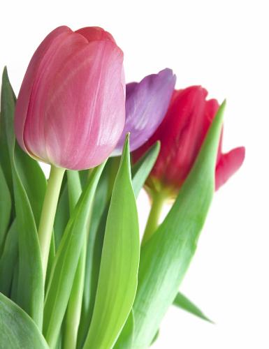 Tulips - Tulips were originally brought to europe from china. it is said these flowers commanded astronomical prices during the phenomeana called 'tulips mania' in the 1600's. fortunes were made and lost on tulips. today nethelands have some of the most famous tulips gardens admired all over the world.