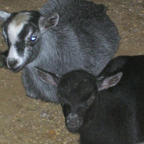 Pygme Goats - Prince and Cinderella were born this spring and came to live with us when they were just old enough to leave their mother. Prince is the grey and white, Cinderella is the black.