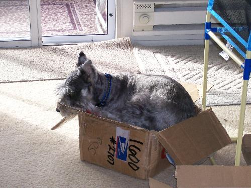 I need a 'real' bed! - My dog, Sunshine, cramming himself into a box we had sitting on the floor. Our cat is the one who loves to play in boxes so I guess our dog thought maybe he should give it a try too! He didn't fit too well.