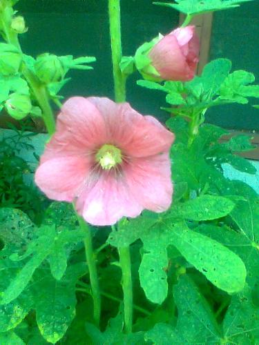 Flower - Flower that's growing in my backyard.